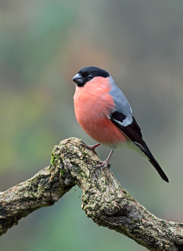 2010 (12) DECEMBER Bullfinch 